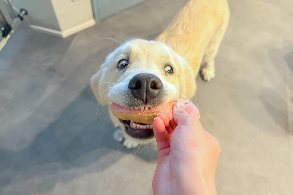 おもちゃをくわえる犬